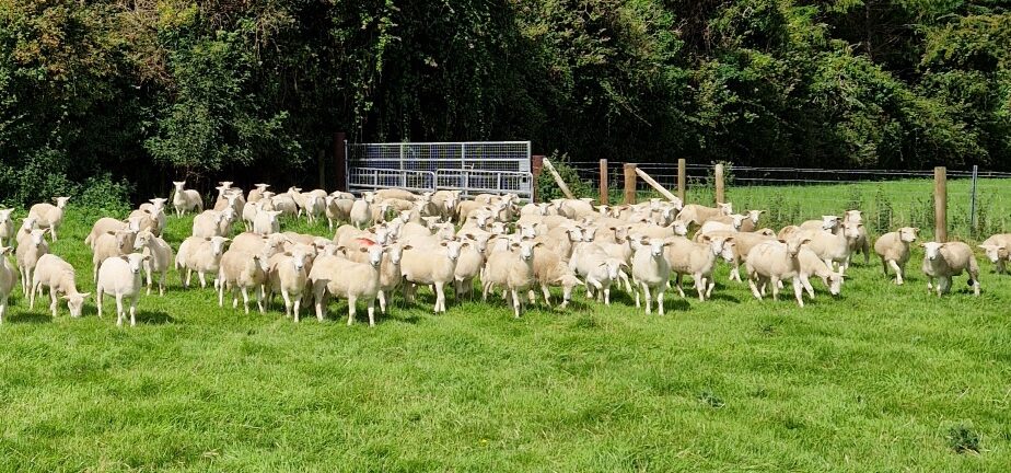 EasyCare Ewe Lambs for sale